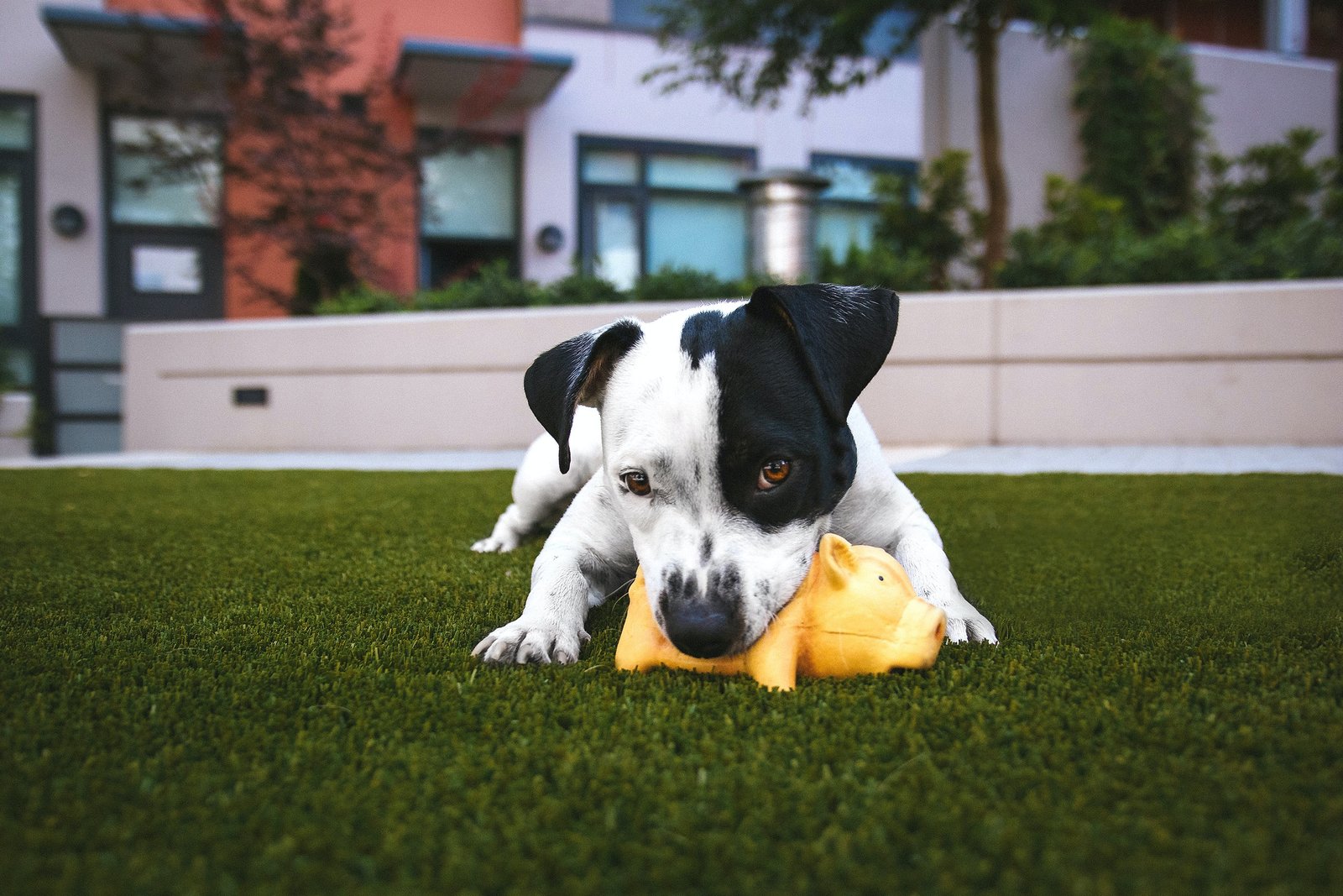 Artificial lawn for Dogs